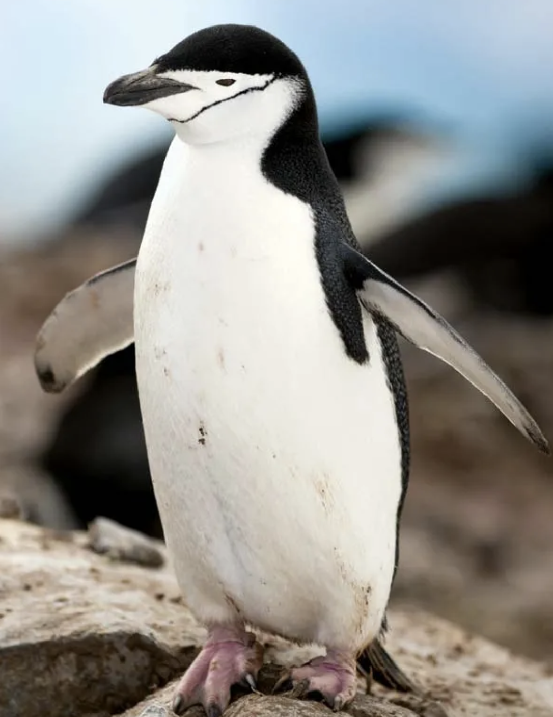 penguin